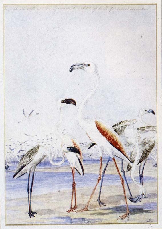 unknow artist flamingos vid v alfiskbukten i sydvastafrika en av baines manga illustrationer till anderssons stora fagelbok oil painting image